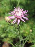 Centaurea caprina