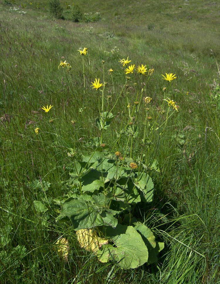 Image of Doronicum macrophyllum specimen.