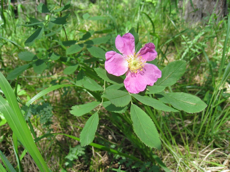 Изображение особи Rosa cinnamomea.