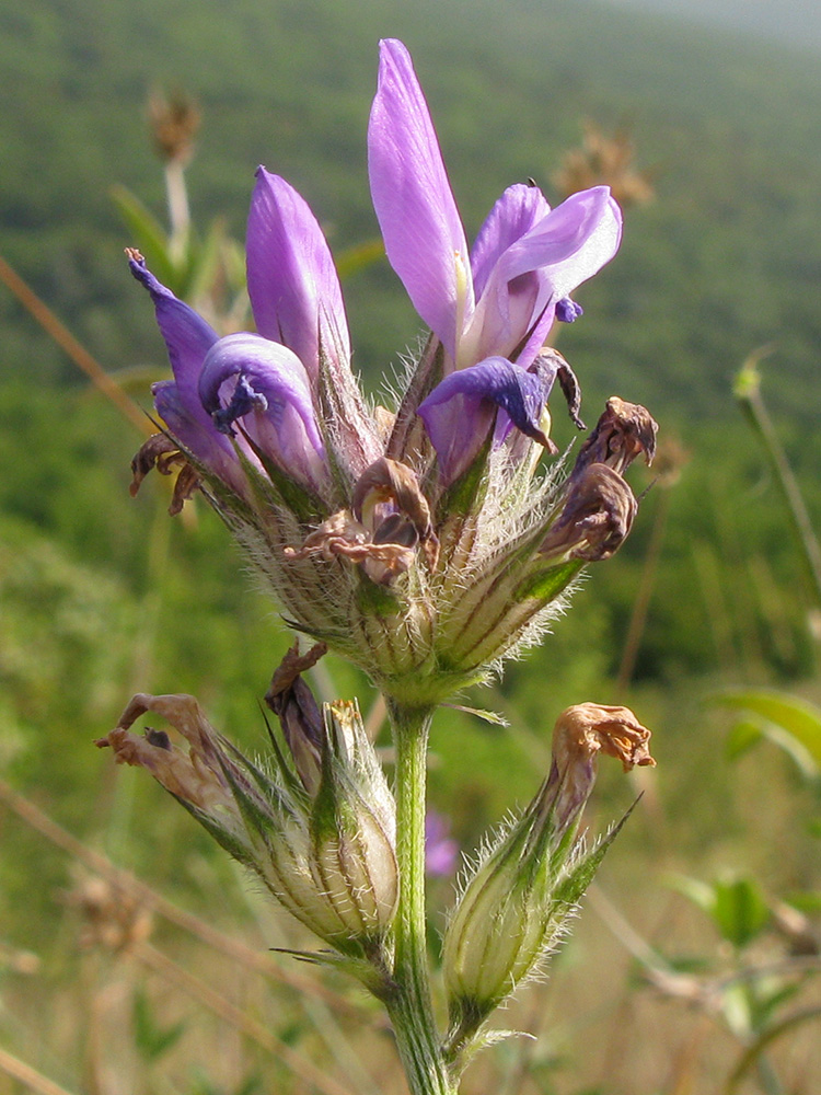 Image of Psoralea bituminosa ssp. pontica specimen.