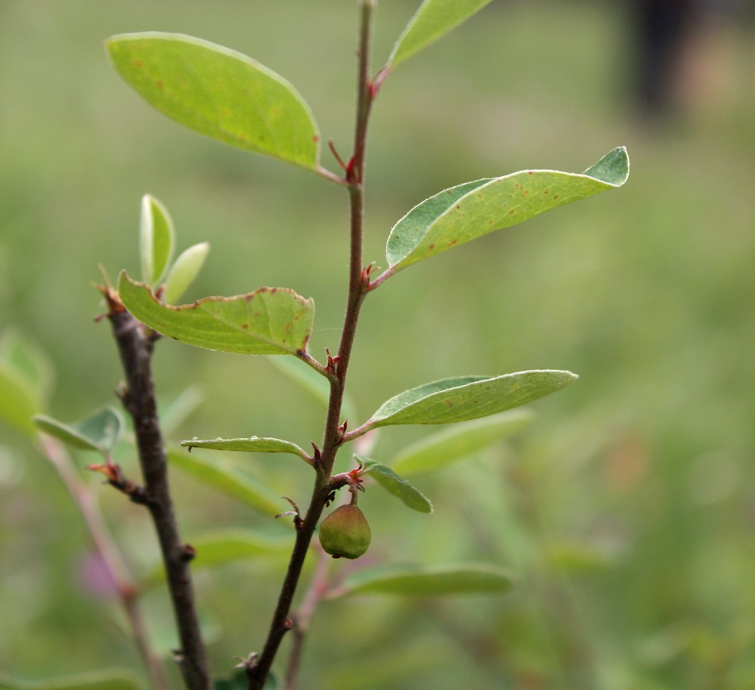 Image of Cotoneaster integerrimus specimen.