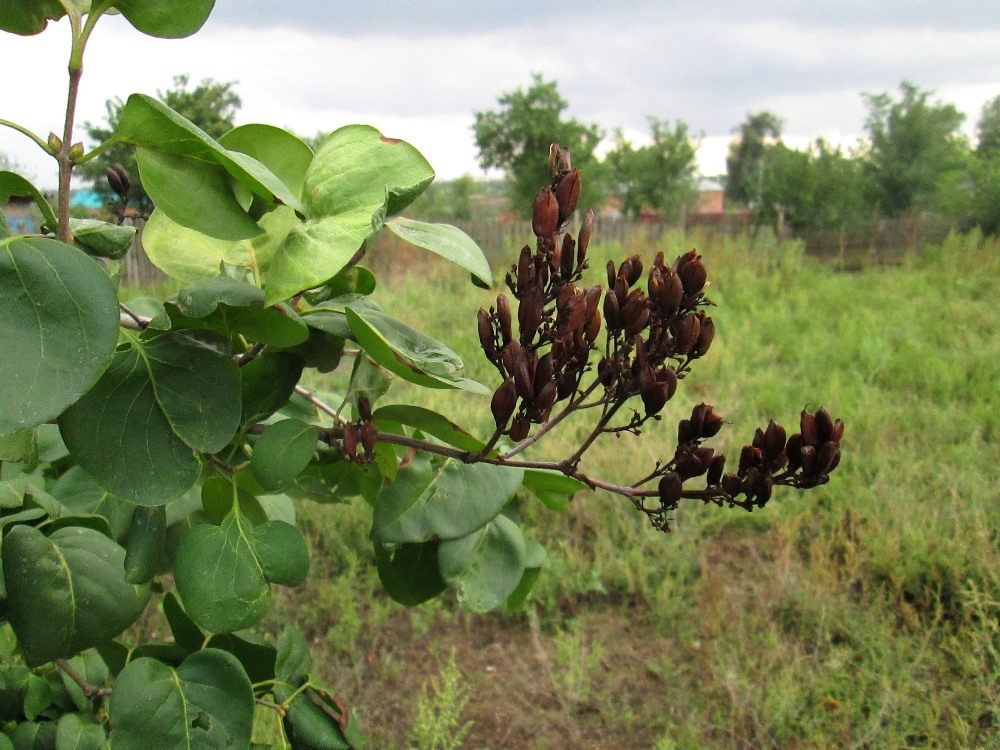 Image of Syringa vulgaris specimen.