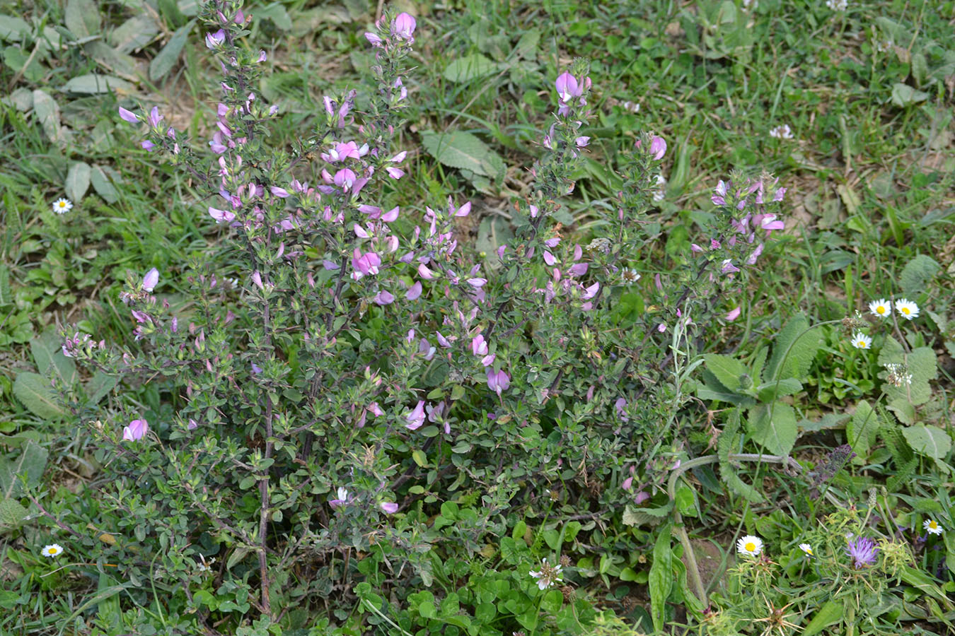 Изображение особи Ononis arvensis ssp. spinescens.