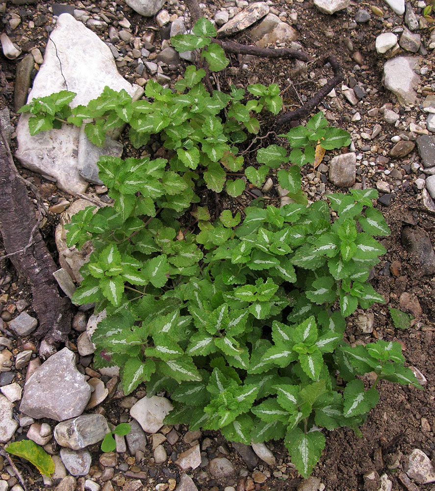 Image of Lamium maculatum specimen.