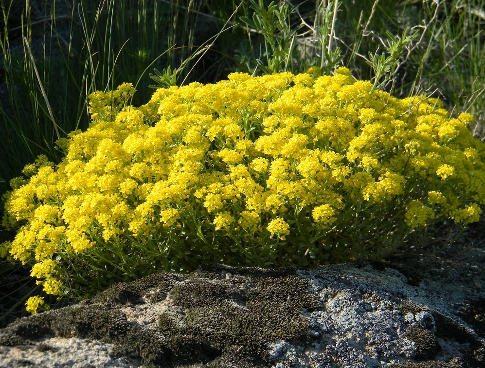 Image of Odontarrhena obovata specimen.