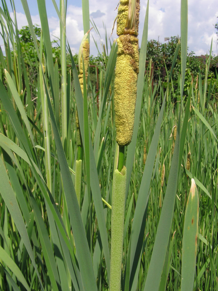 Image of Typha &times; glauca specimen.