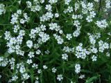 genus Cerastium. Цветущее растение. Иркутская обл., окр. Иркутска. 15.06.2011.