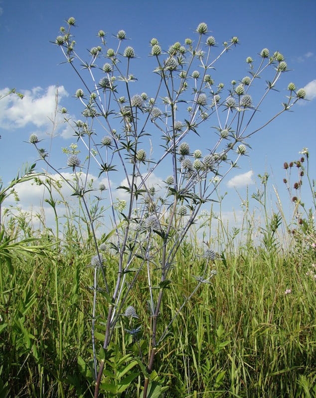 Image of Eryngium planum specimen.