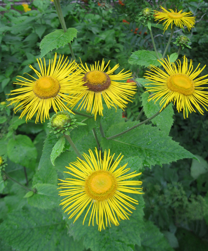 Изображение особи Telekia speciosa.