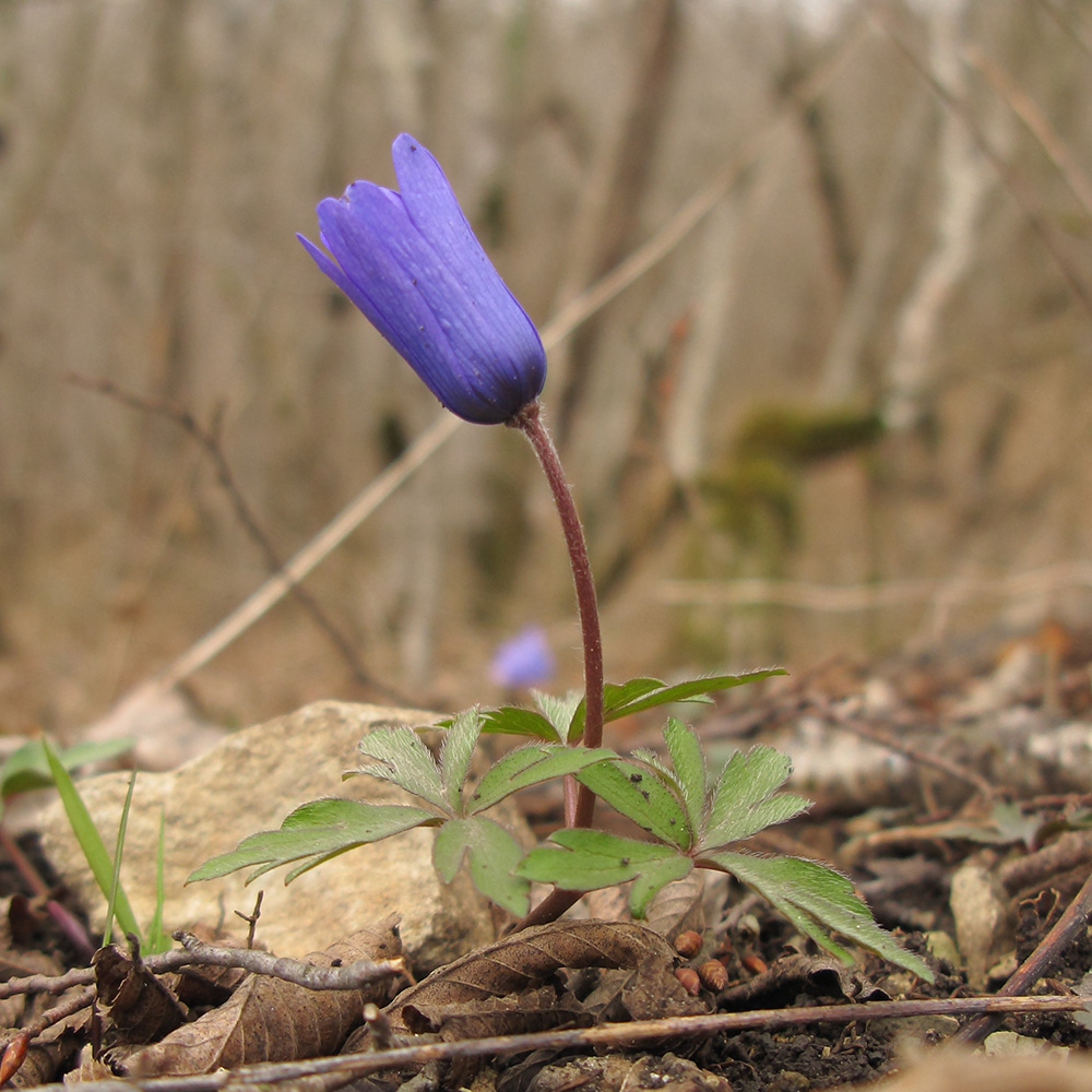 Image of Anemone banketovii specimen.