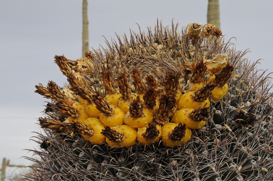 Изображение особи Ferocactus wislizeni.