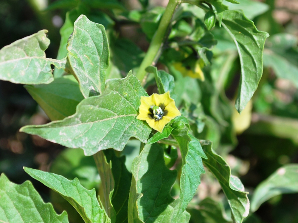 Image of Physalis angulata specimen.