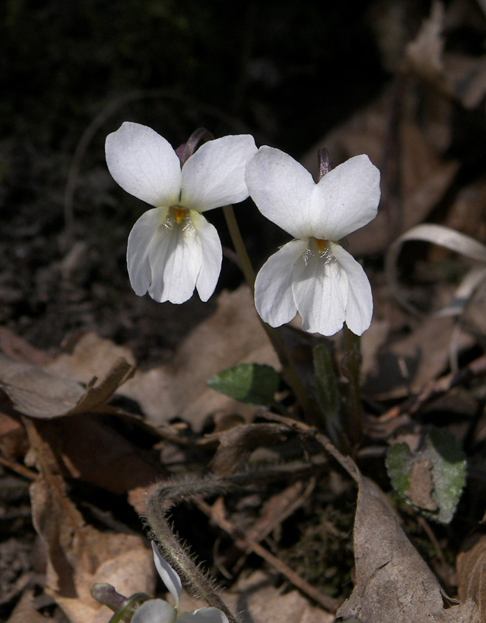 Image of Viola alba var. albiflora specimen.