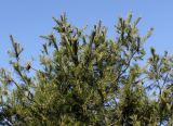 Pinus armandii. Верхняя часть кроны растения с шишками. Германия, г. Дюссельдорф, Ботанический сад университета. 10.03.2014.