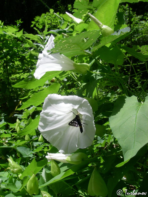 Image of Calystegia silvatica specimen.