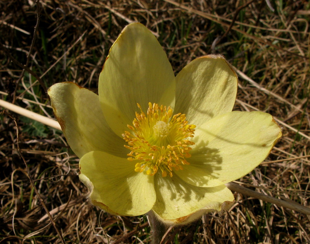 Image of Pulsatilla orientali-sibirica specimen.