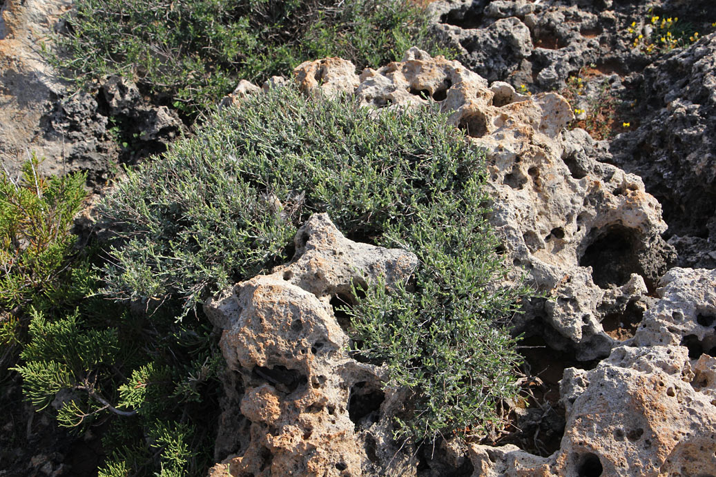 Image of Anthyllis hermanniae specimen.