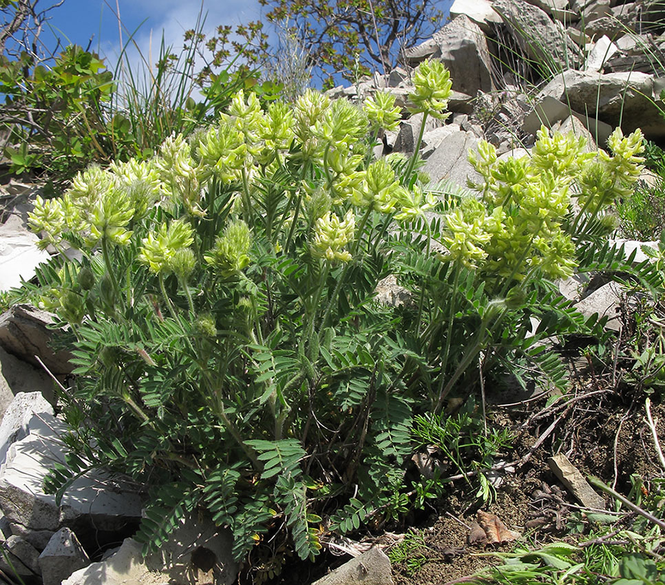 Изображение особи Oxytropis pilosa.