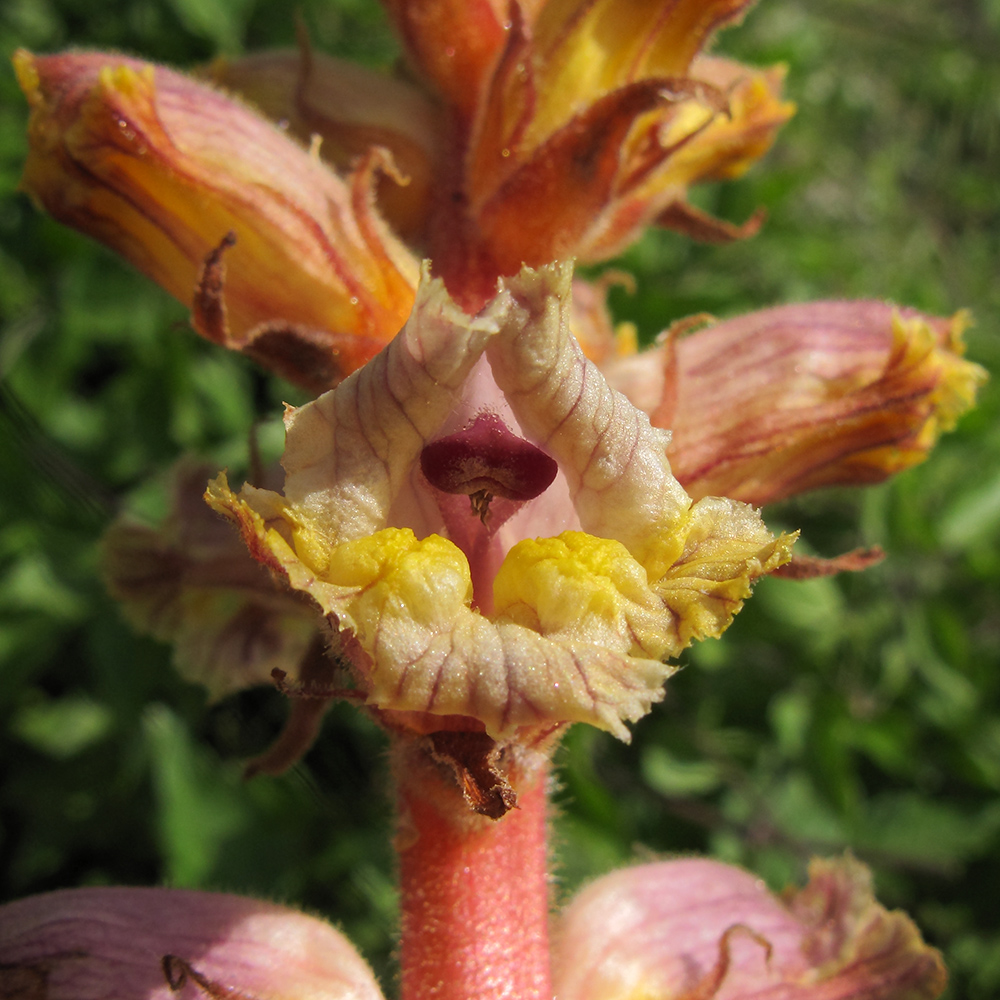 Image of Orobanche laxissima specimen.