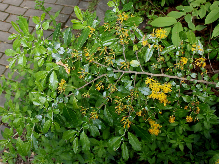 Image of Azara serrata specimen.