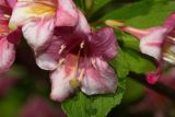 Weigela florida