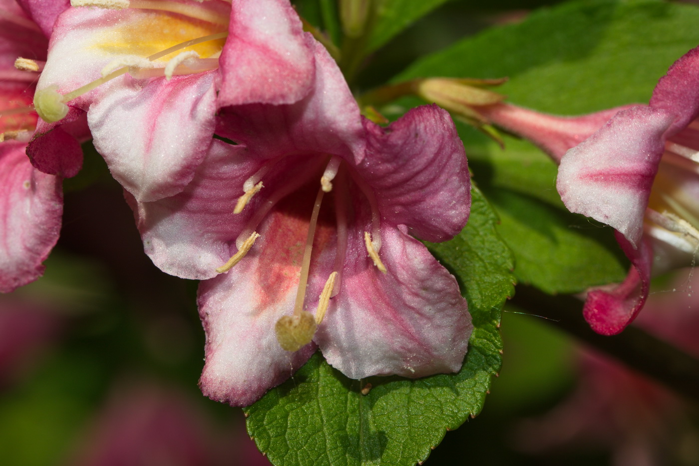 Image of Weigela florida specimen.