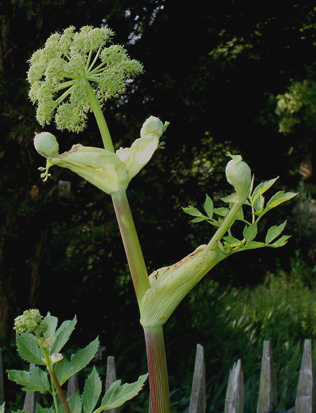 Изображение особи Archangelica officinalis.