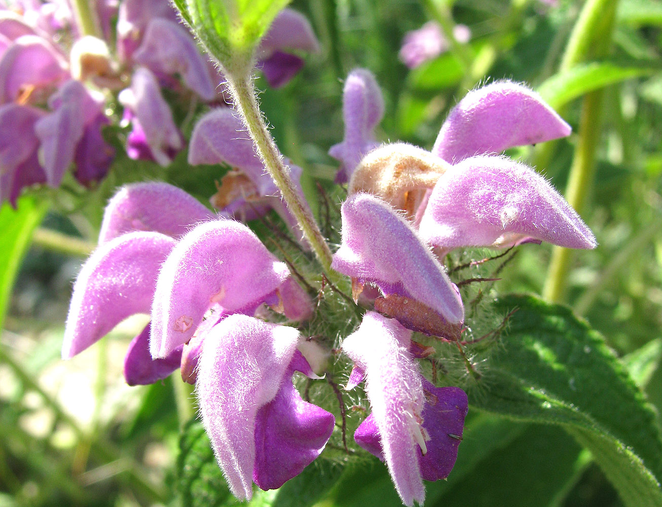 Изображение особи Phlomis taurica.