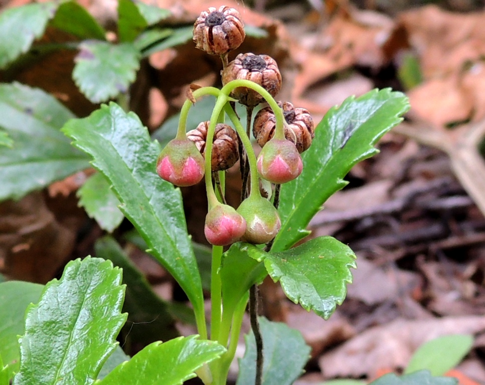 Image of Chimaphila umbellata specimen.