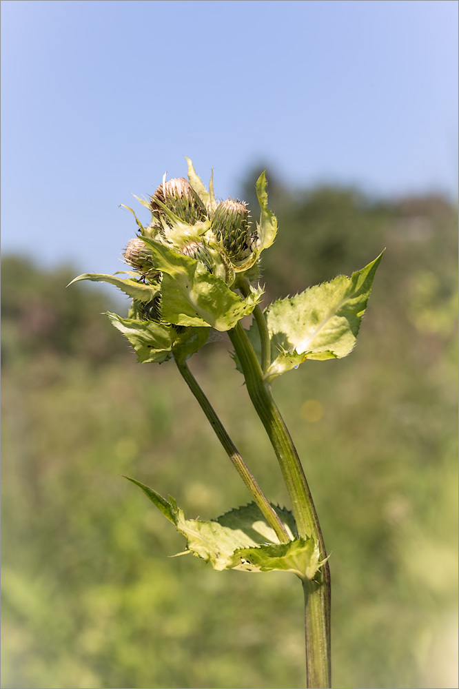 Image of Cirsium oleraceum specimen.