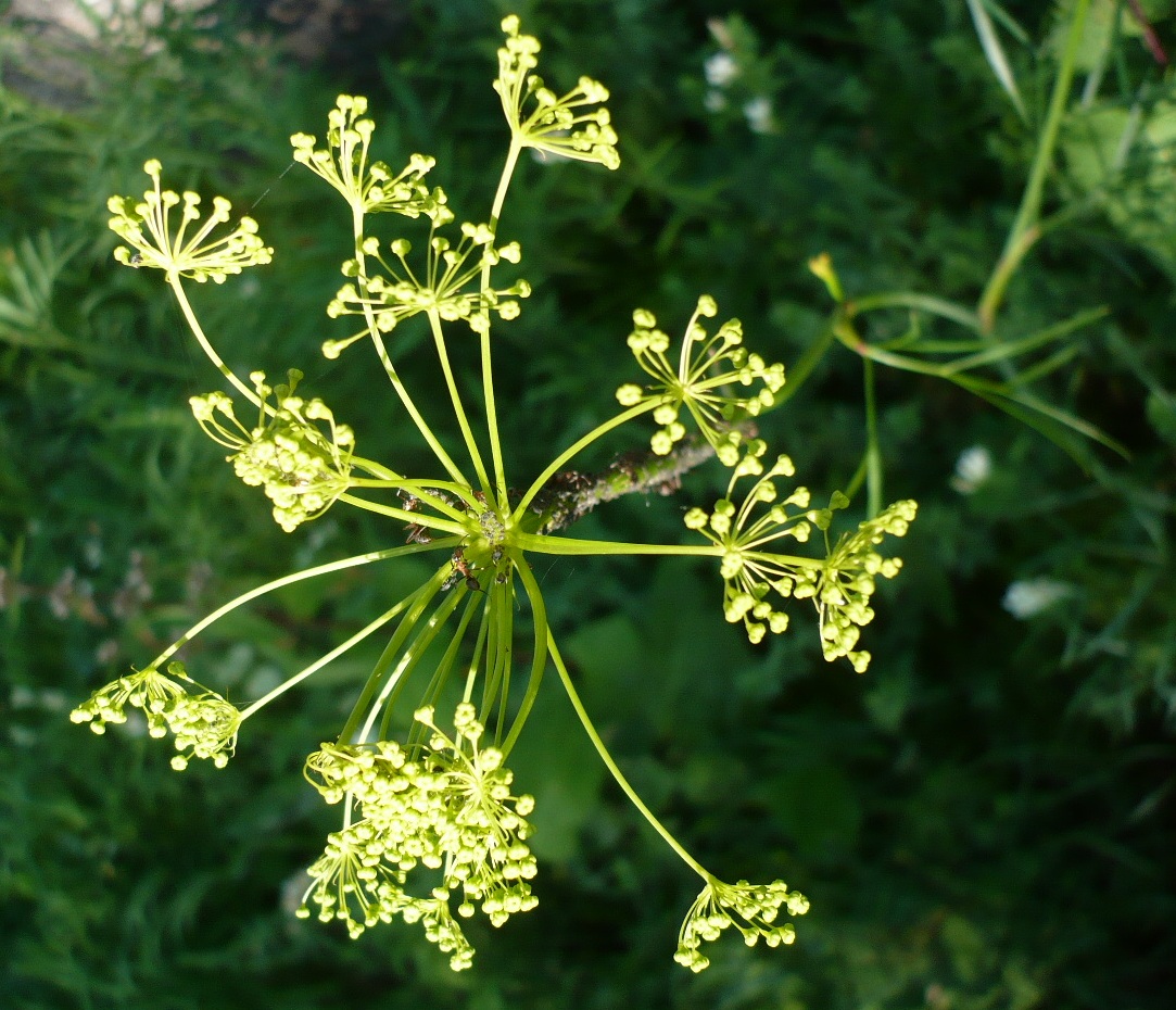 Image of Peucedanum morisonii specimen.