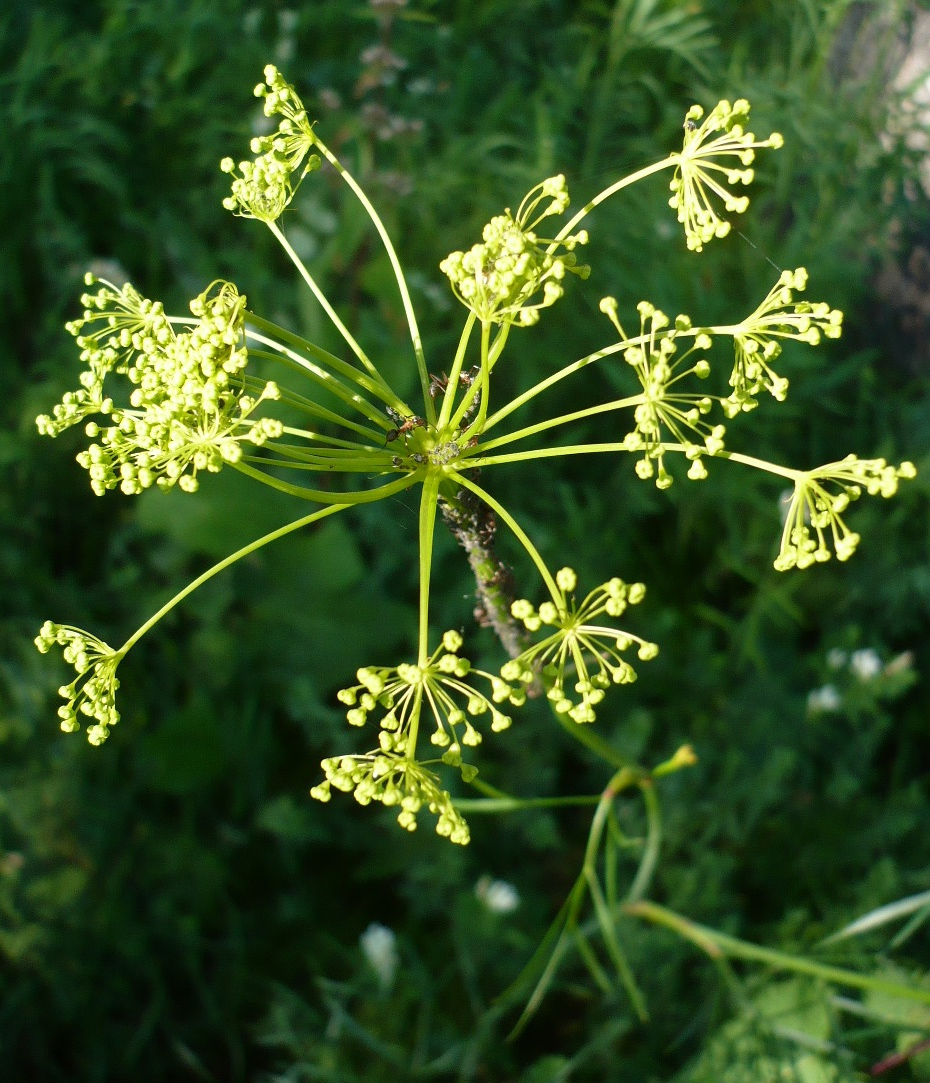 Image of Peucedanum morisonii specimen.