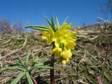 Gymnospermium altaicum. Цветущее растение. Восточный Казахстан, Южный Алтай, хр. Азутау, верх пер. Мраморный. 10 мая 2013 г.