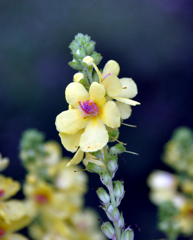 Image of Verbascum pyramidatum specimen.