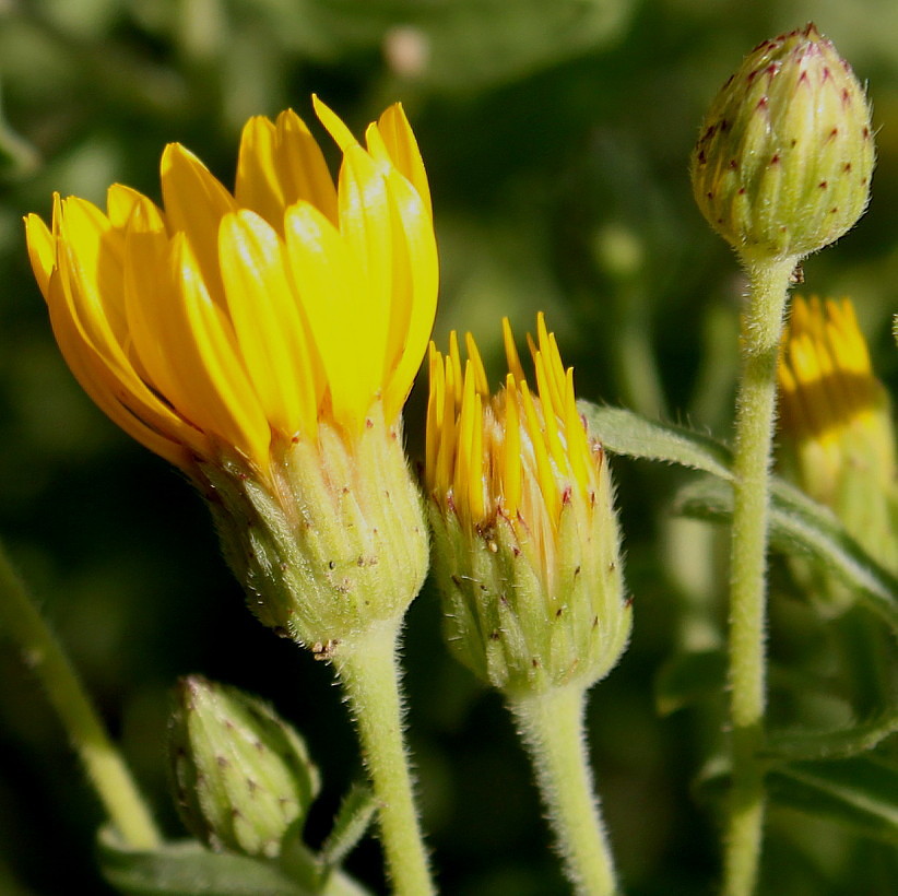 Изображение особи Heterotheca villosa.