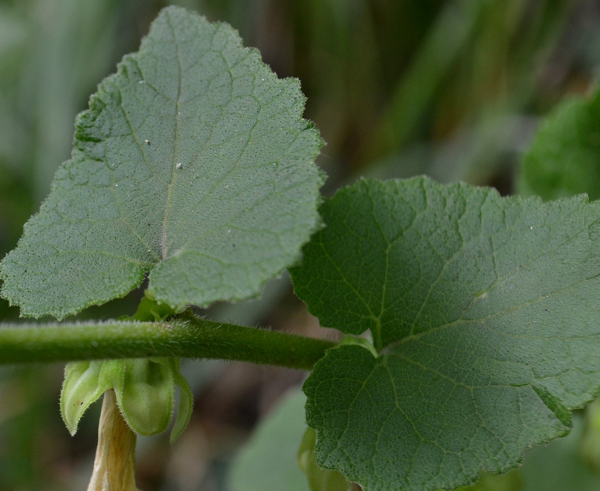 Image of Campanula alliariifolia specimen.