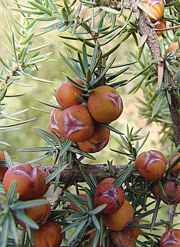 Image of Juniperus deltoides specimen.