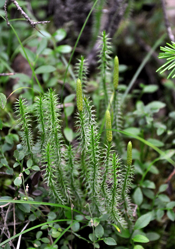 Image of Lycopodium annotinum specimen.