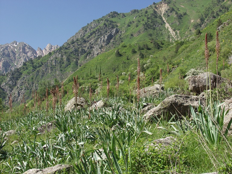 Image of Eremurus regelii specimen.