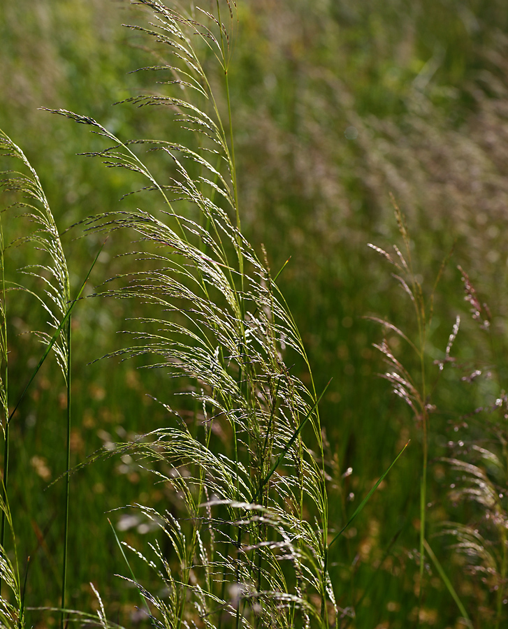 Изображение особи Deschampsia cespitosa.