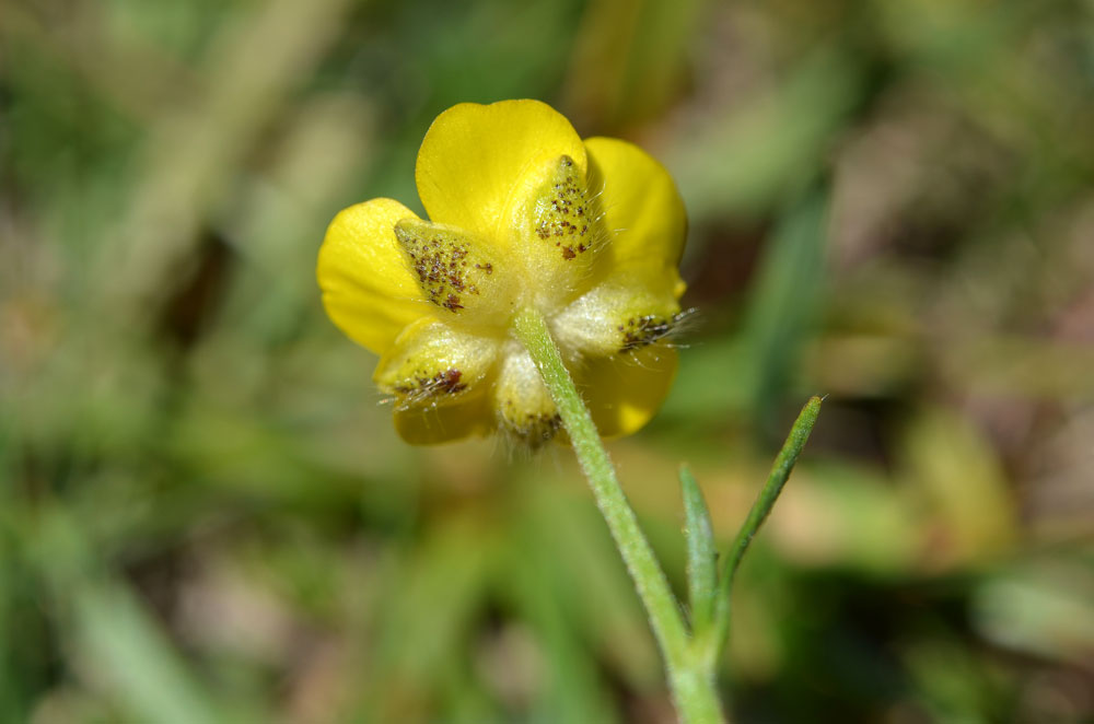 Изображение особи Ranunculus polyanthemos.