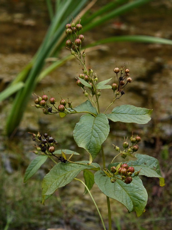 Изображение особи Lysimachia vulgaris.