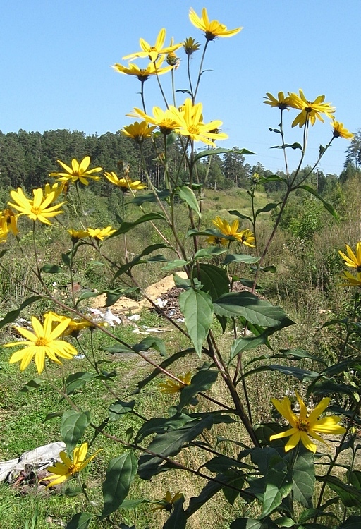 Image of Helianthus tuberosus specimen.