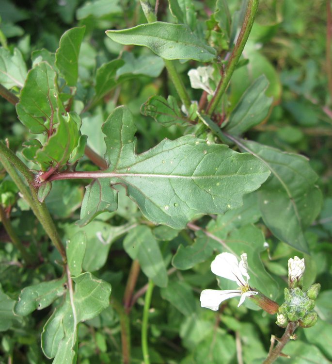 Изображение особи Eruca sativa.