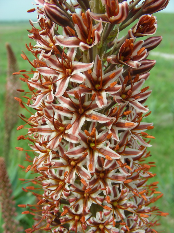 Image of Eremurus regelii specimen.