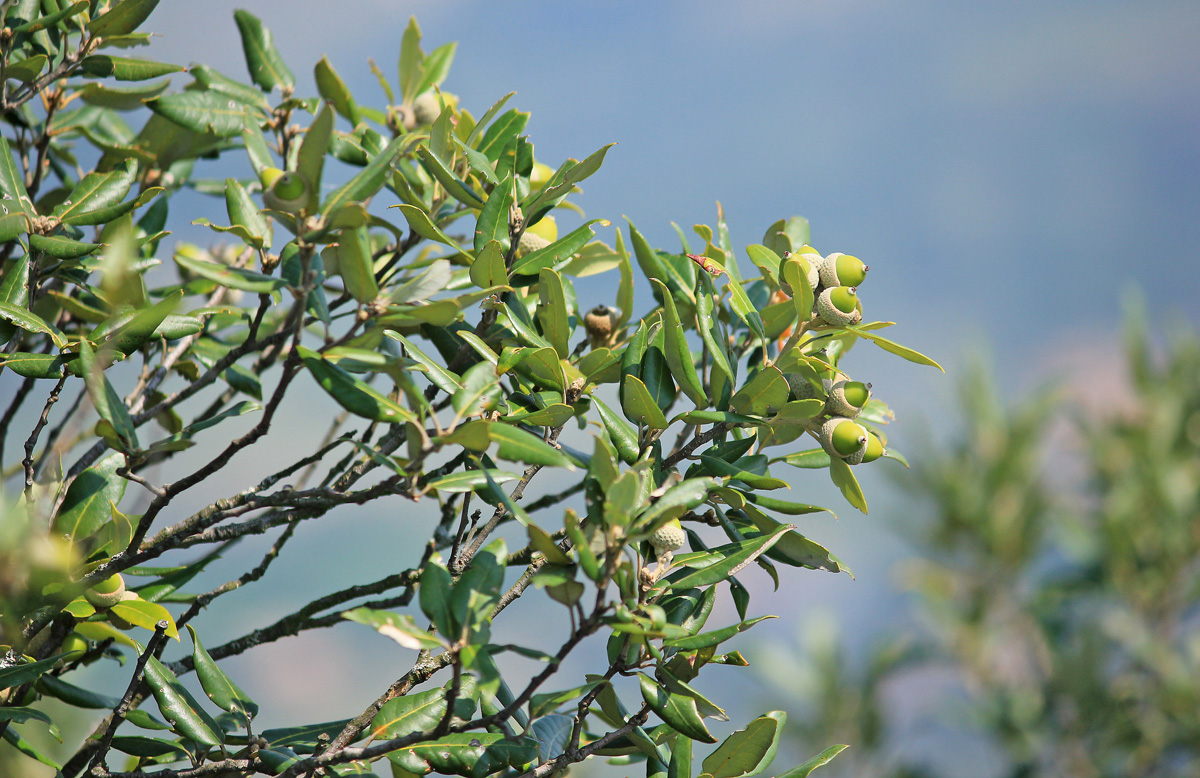 Image of Quercus ilex specimen.