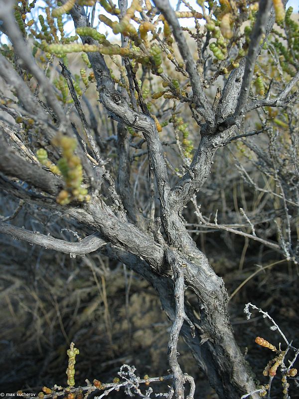 Image of Halocnemum strobilaceum specimen.