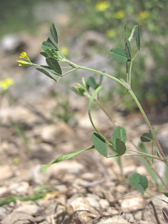 Изображение особи Trigonella striata.