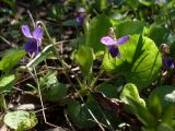 Viola odorata