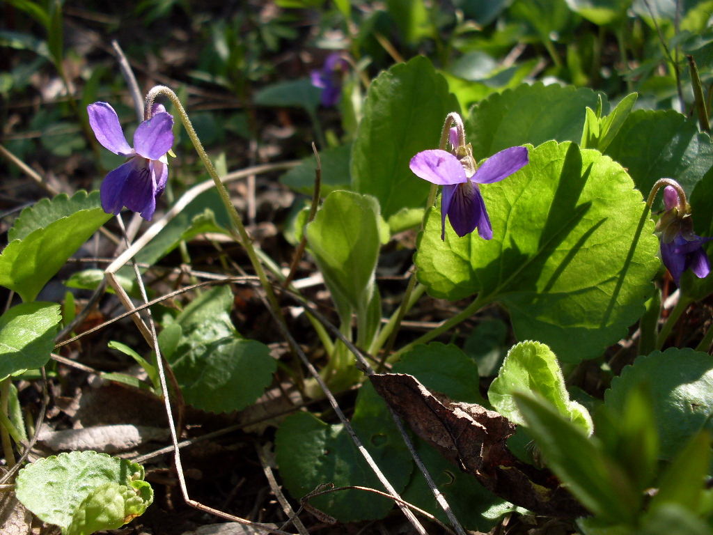 Image of Viola odorata specimen.